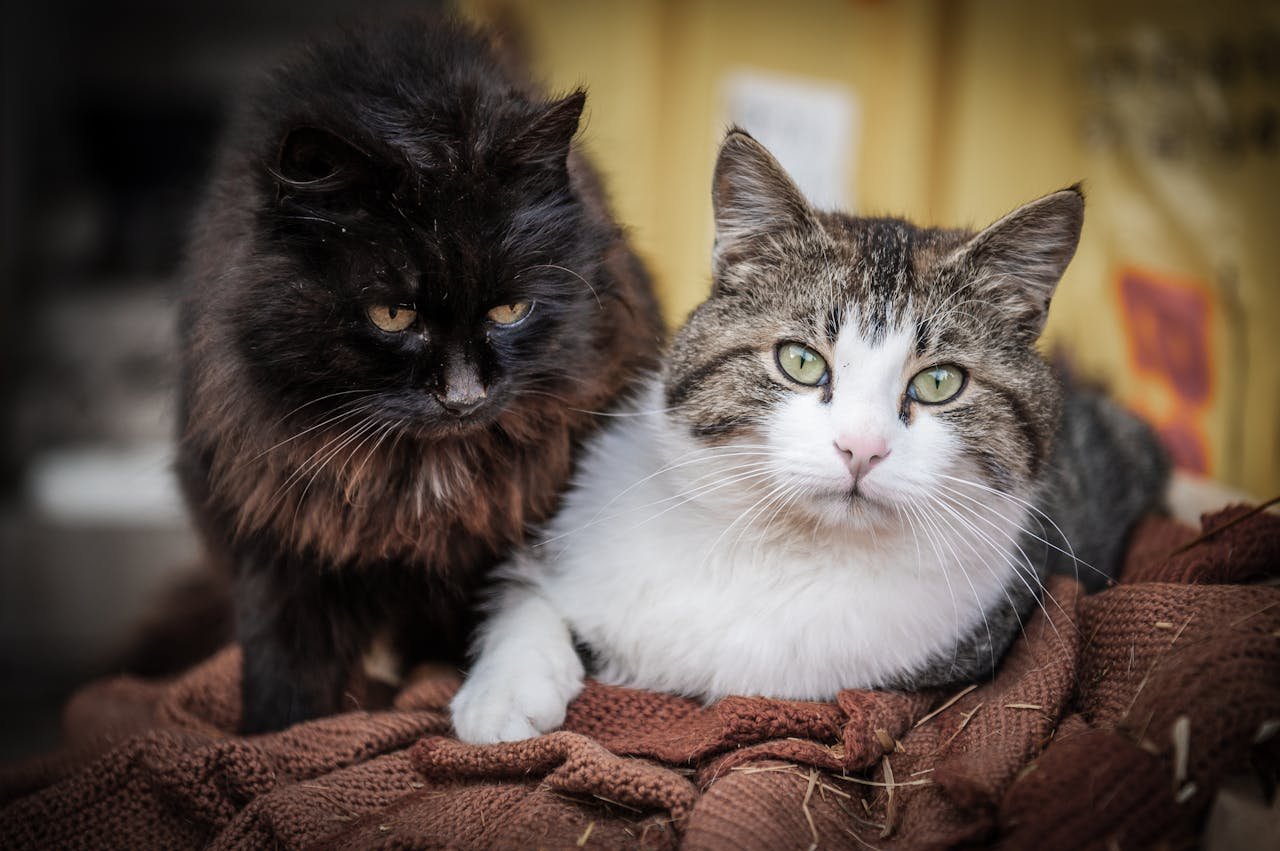 Two cats, a white and tabby mix and a fluffy black cat, relaxing indoors on a blanket.